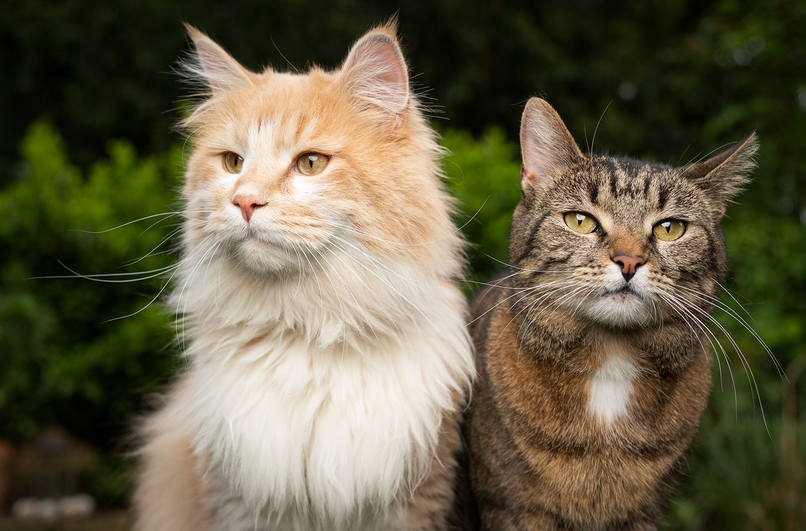 Why Do Cats Purr?