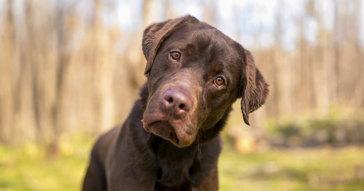 Why Do Dogs Tilt Their Heads?