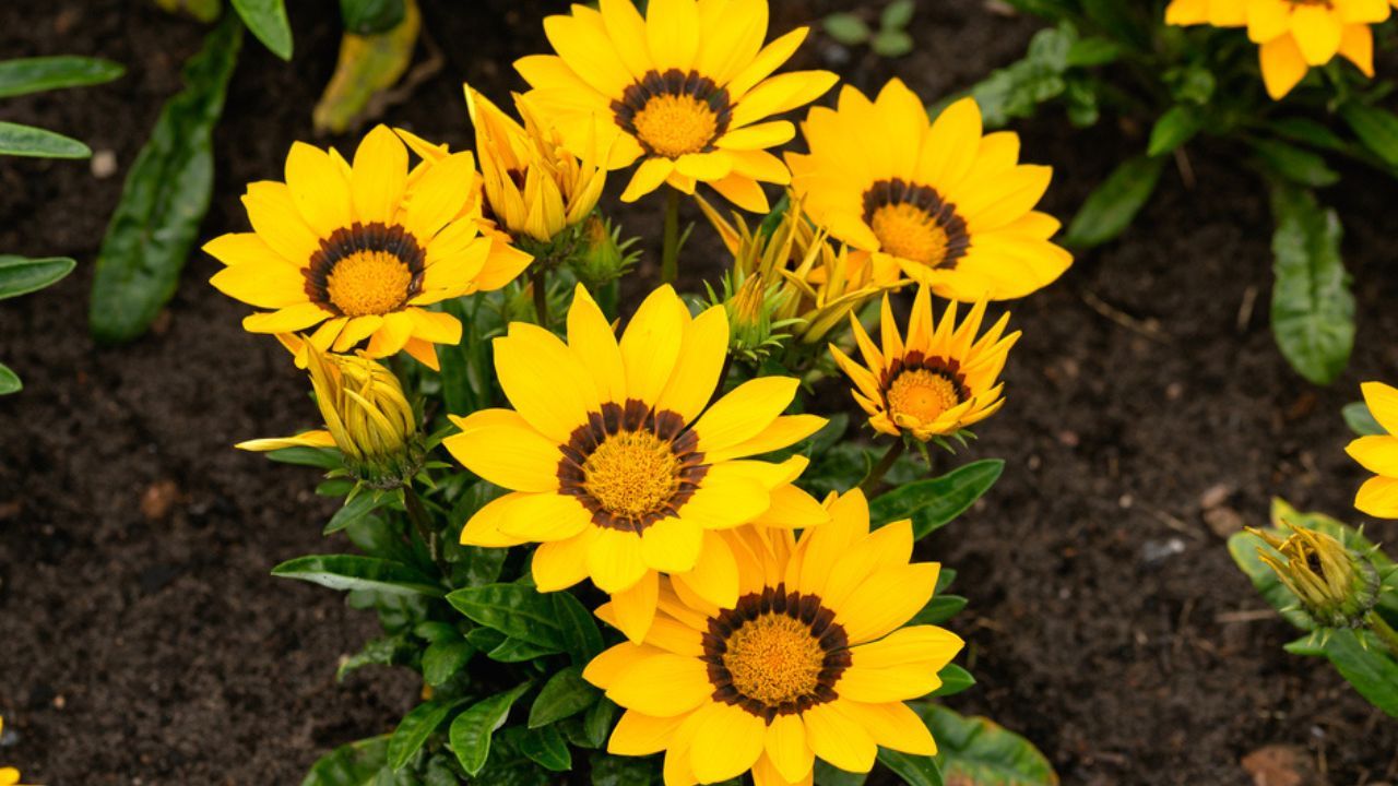 Yellow flowers in Buenos Aires