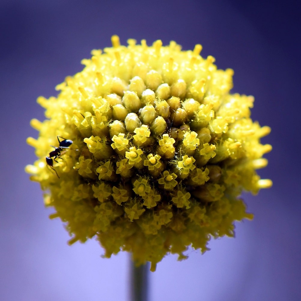 Yellow flowers on September 21