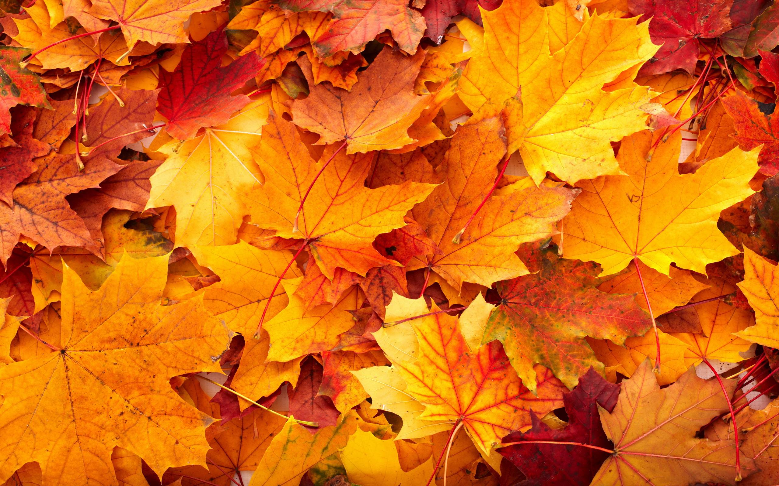 Why Do Leaves Change Color in Autumn?