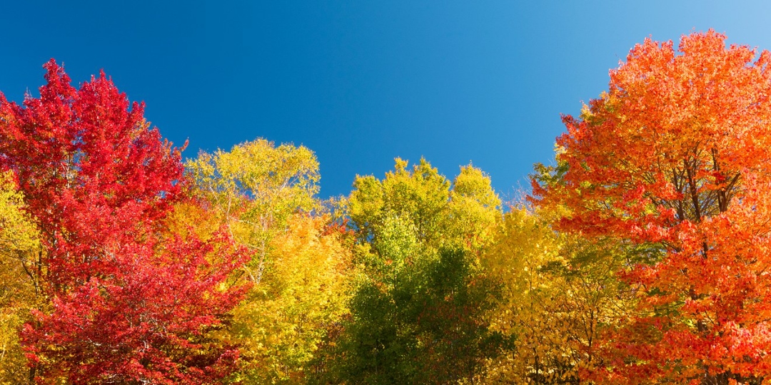 Trees
